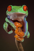 D Frog