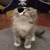 a pirate kitty