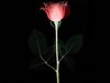 EMO Valentine's Day Rose 