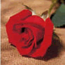 a romantic rose 