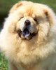 chowchow