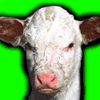 a Drag Cow