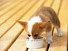 Cute Dog w/ food bowl