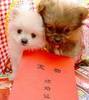 Chinese Dogs