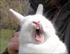 An singing bunny. La la laaaaa!