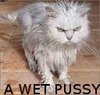 a wet pussy