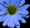 A Blue Daisy