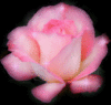 ♥You are as sweet as a Rose♥