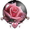 Rose for ur love ღ 