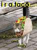is it a taco or a cat?