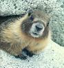 a cute Marmot