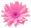 Pink Flower