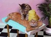 A relaxing cat massage