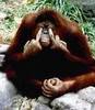 Phuck you orangutan
