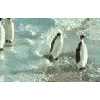 penguenler