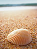 SeaShell