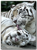 ♥White Tiger Kisses♥   