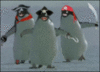 march of the pirate penguins