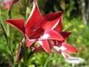 Red and White Lilies