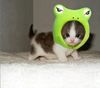 Froggy Costume