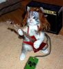 rock N Roll Cat~