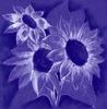 Three Purple Sunflowers