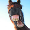 Horse laugh
