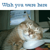 Wish you were here