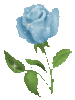 Blue Rose For You