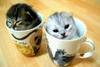 Cup of Cat