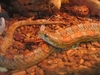 corn snake