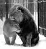 Lion Hugs ♥