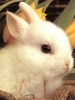 Cute Bunny...