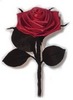 Single red rose