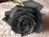 Black Rose