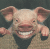 A Happy Little Piggy