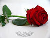 rose for u
