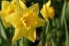 One Daffodil