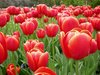 I buy you a tulip garden~!