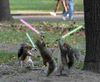 Star Wars fighting squirrels...