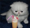 Cocktail Kitten.. Yum!
