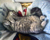 a cat nap