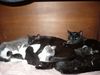 12 Kitties in a Cupboard
