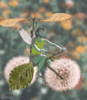 A fairy bicycle...