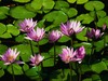 A pond full of flowers