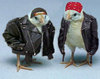 Biker Chicks