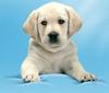 cute dog