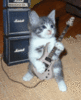Cats also rock