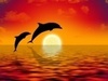 cute dolphins over e orange sky!