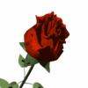 a valentine rose 